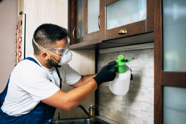 Best Flea Control Services  in Port Neches, TX