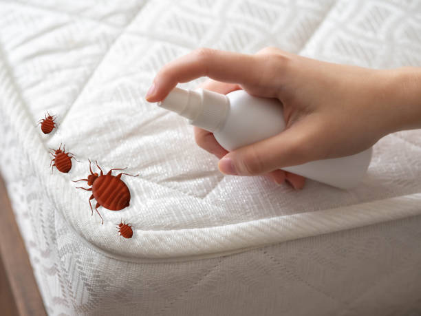 Flea Control Services in Port Neches, TX