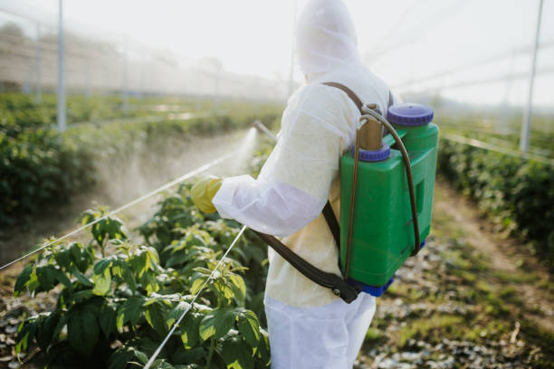 Best Ant Control Services  in Port Neches, TX